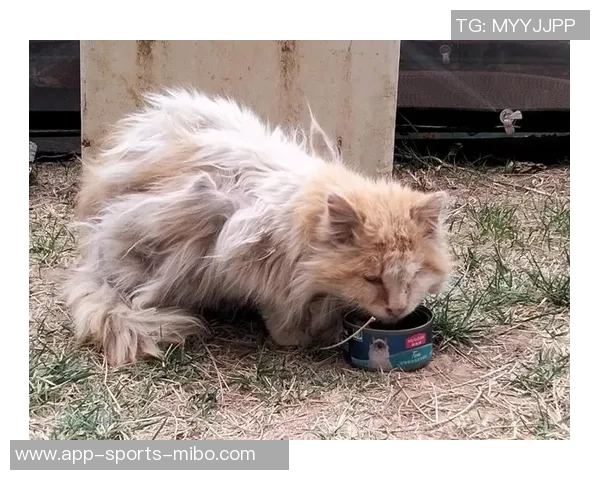 四川男篮积极行动救助流浪猫计划后续妥善安置关爱生命 四川男篮积极行动救助流浪猫计划后续妥善安置关爱生命